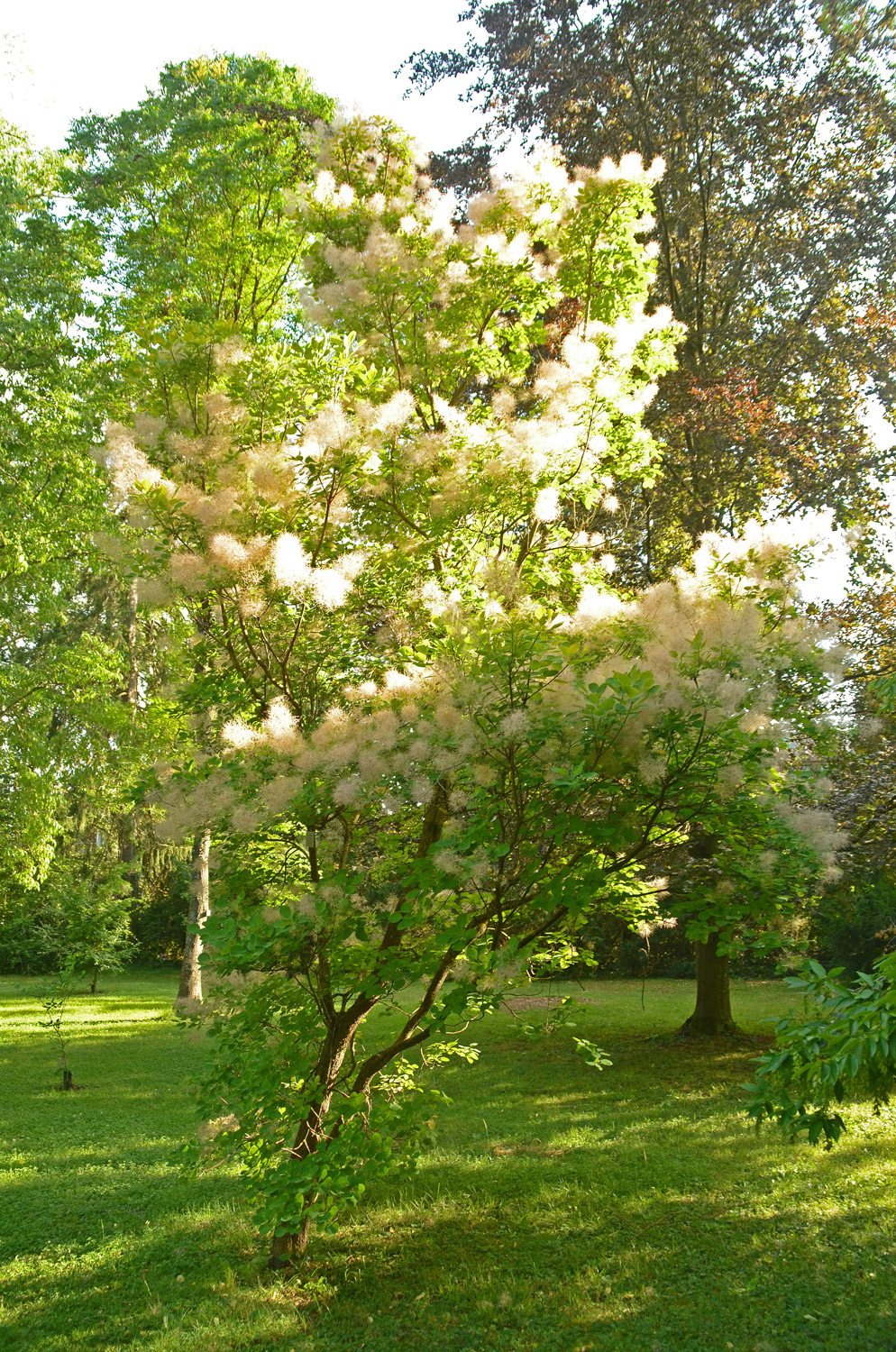 Cotinus coggygria 'Golden Spirit' - Stuttgart-Hohenheim - Juli 2023