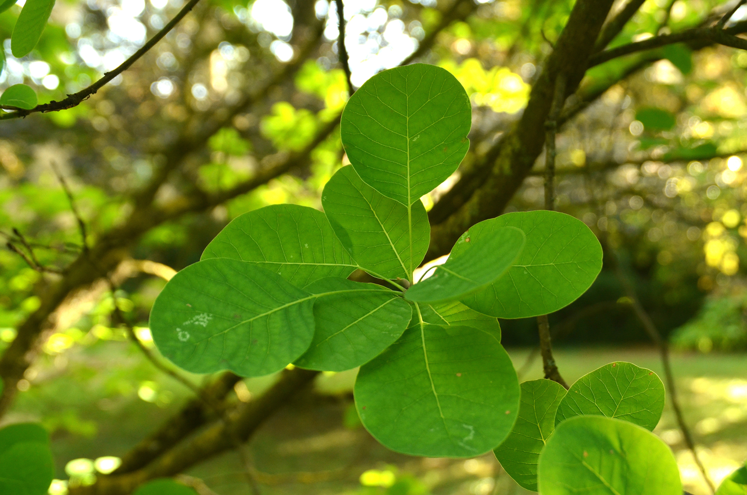 Cotinus coggygria 'Golden Spirit' - Stuttgart-Hohenheim - Juli 2023