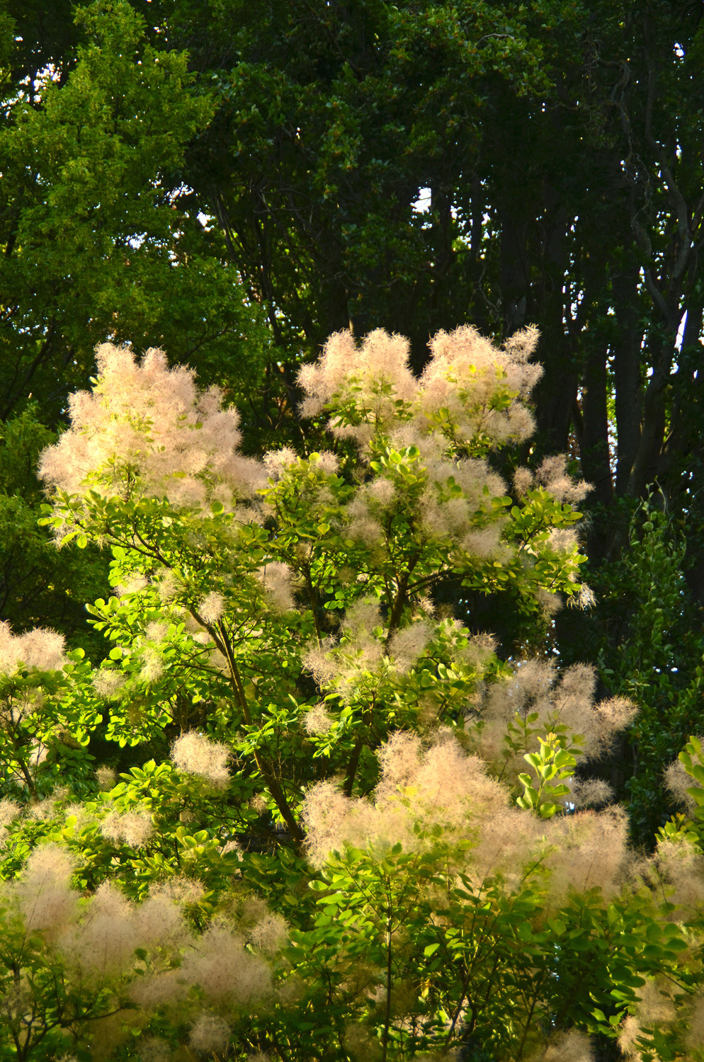 Cotinus coggygria 'Golden Spirit' - Stuttgart-Hohenheim - Juli 2023