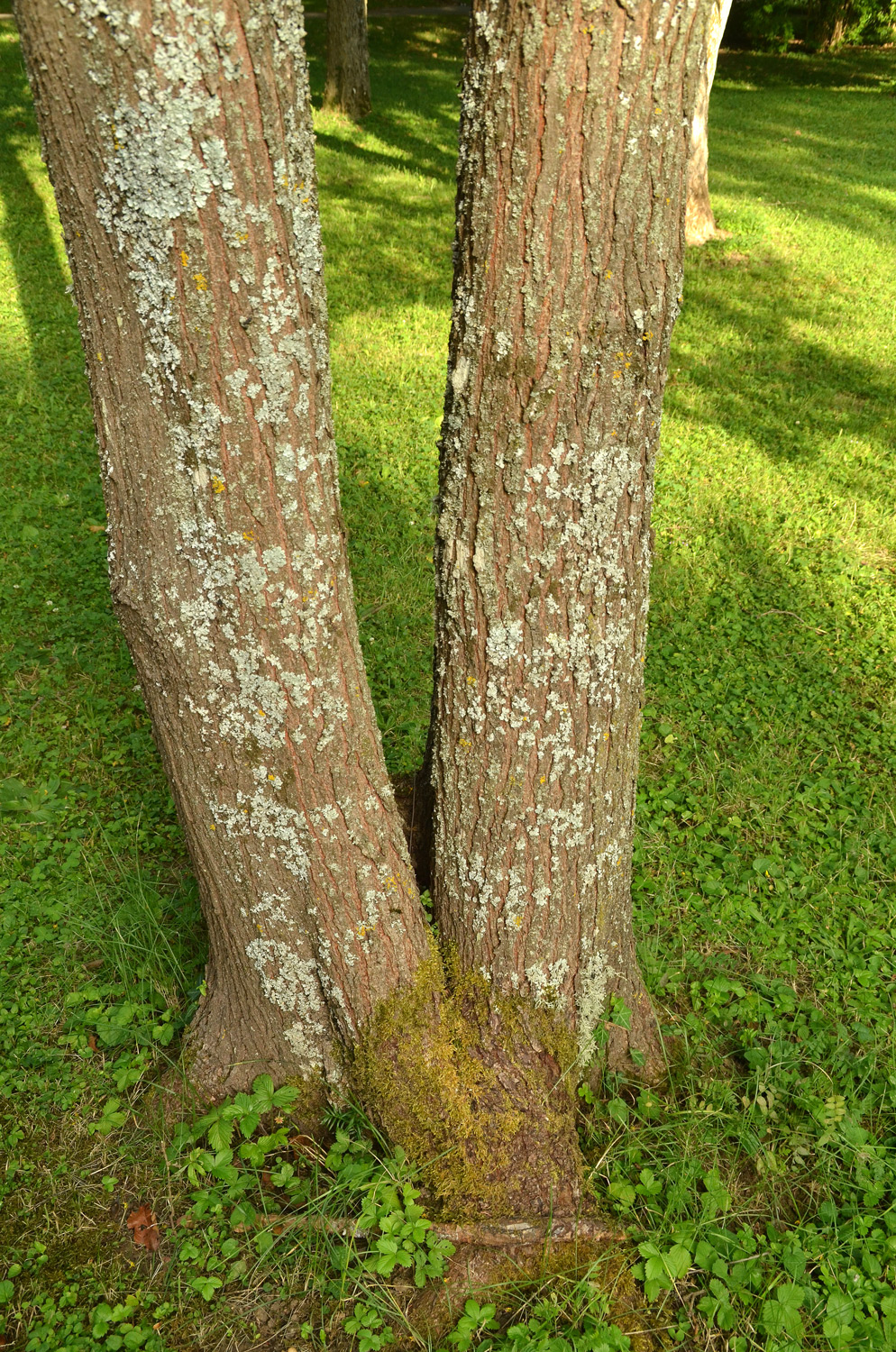 Koelreuteria paniculata var. apiculata - Stuttgart-Hohenheim - Juli 2023