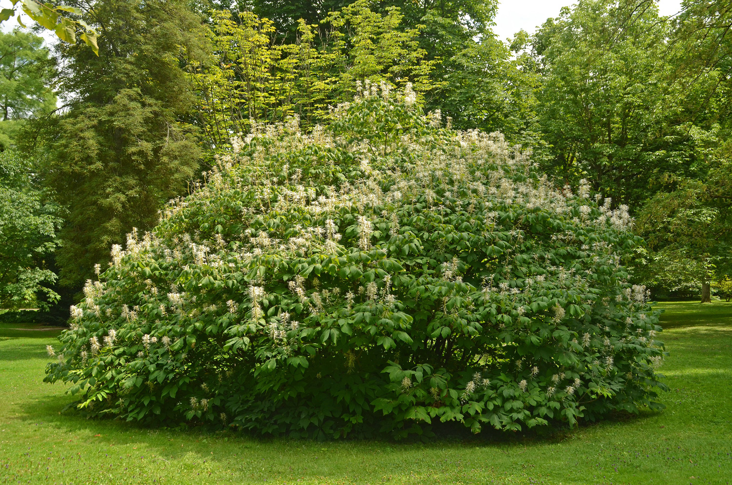 Aesculus parviflora - Stuttgart-Hohenheim - Juli 2023