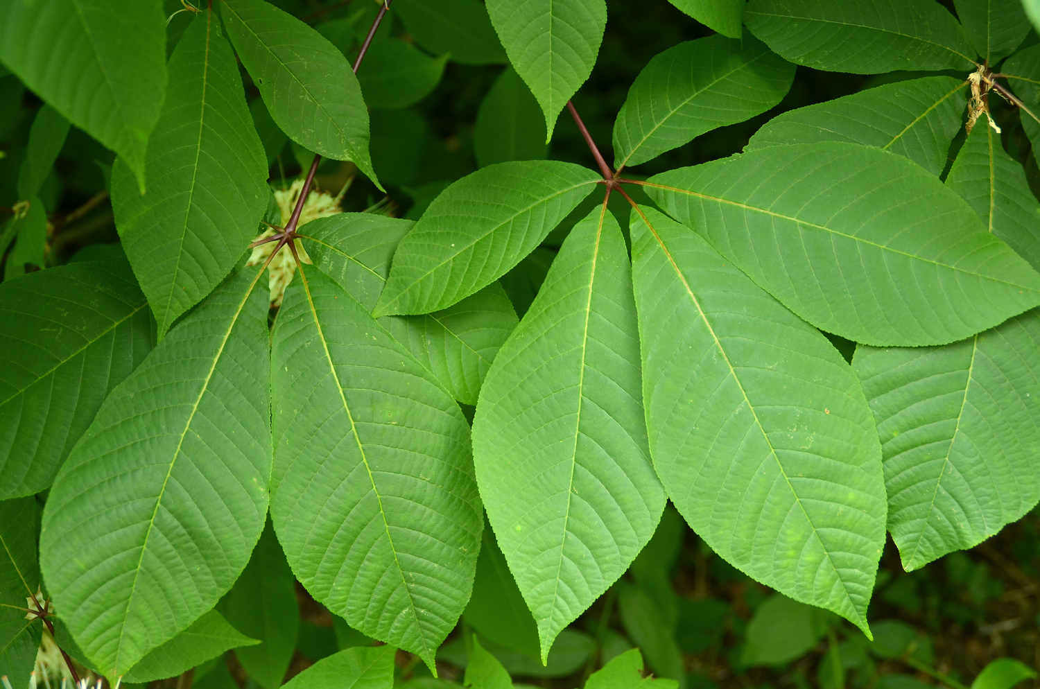 Aesculus parviflora - Stuttgart-Hohenheim - Juli 2023