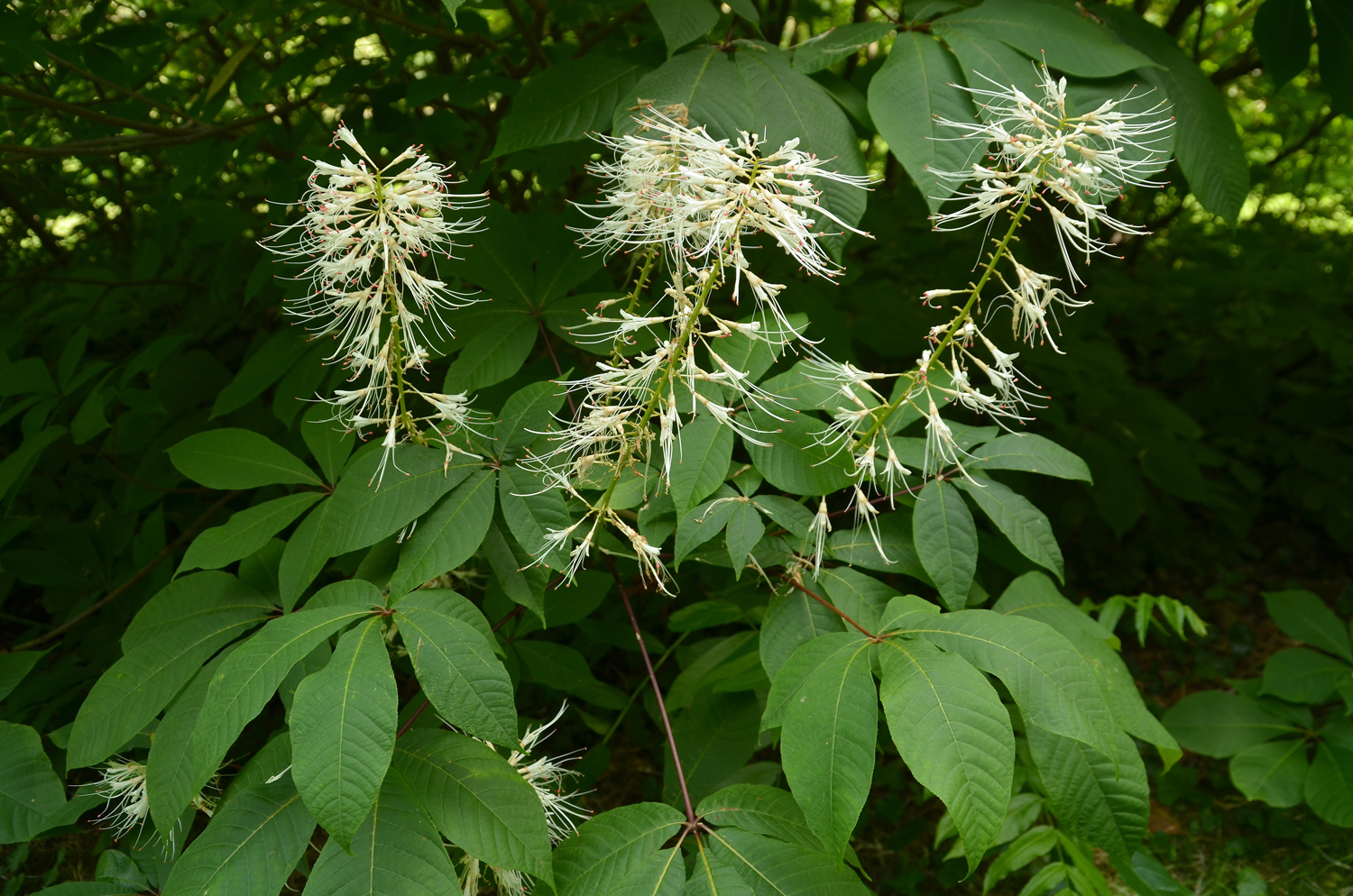 Aesculus parviflora - Stuttgart-Hohenheim - Juli 2023