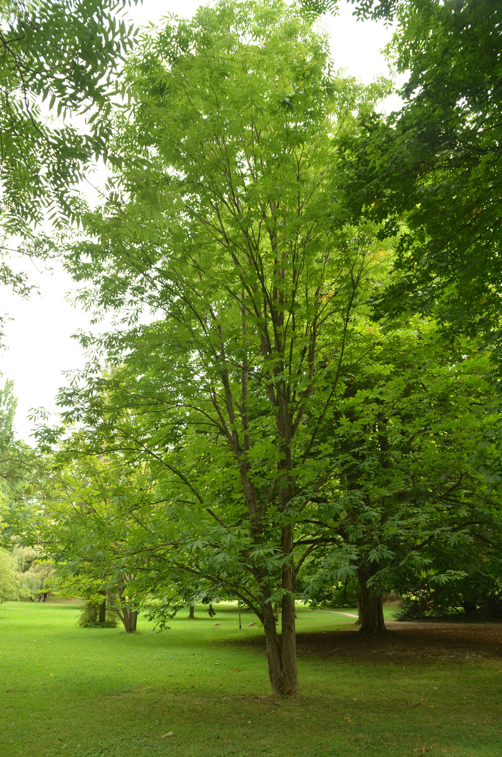 Aesculus indica - Stuttgart-Hohenheim - Juli 2023