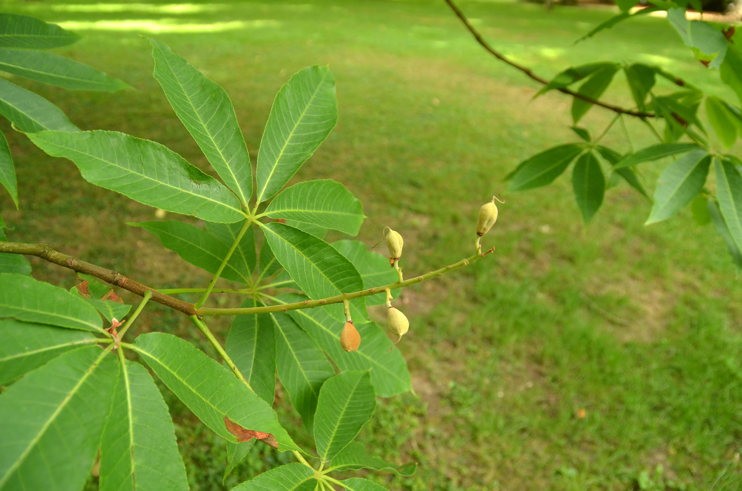 Aesculus indica - Stuttgart-Hohenheim - Juli 2023