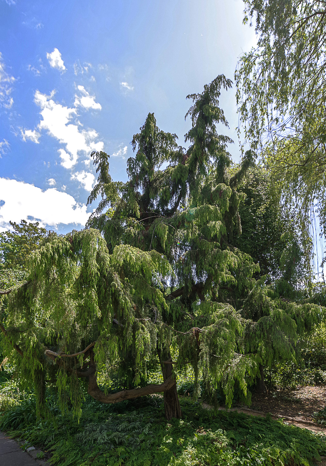 Juniperus rigida - Potsdam-Barnim - Mai 2023