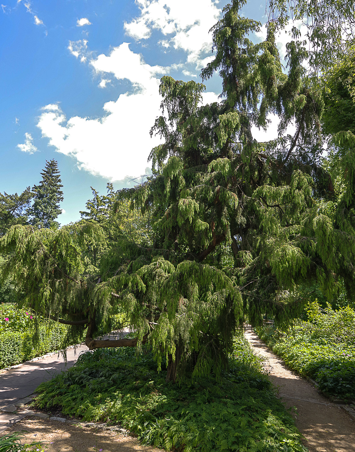 Juniperus rigida - Potsdam-Barnim - Mai 2023