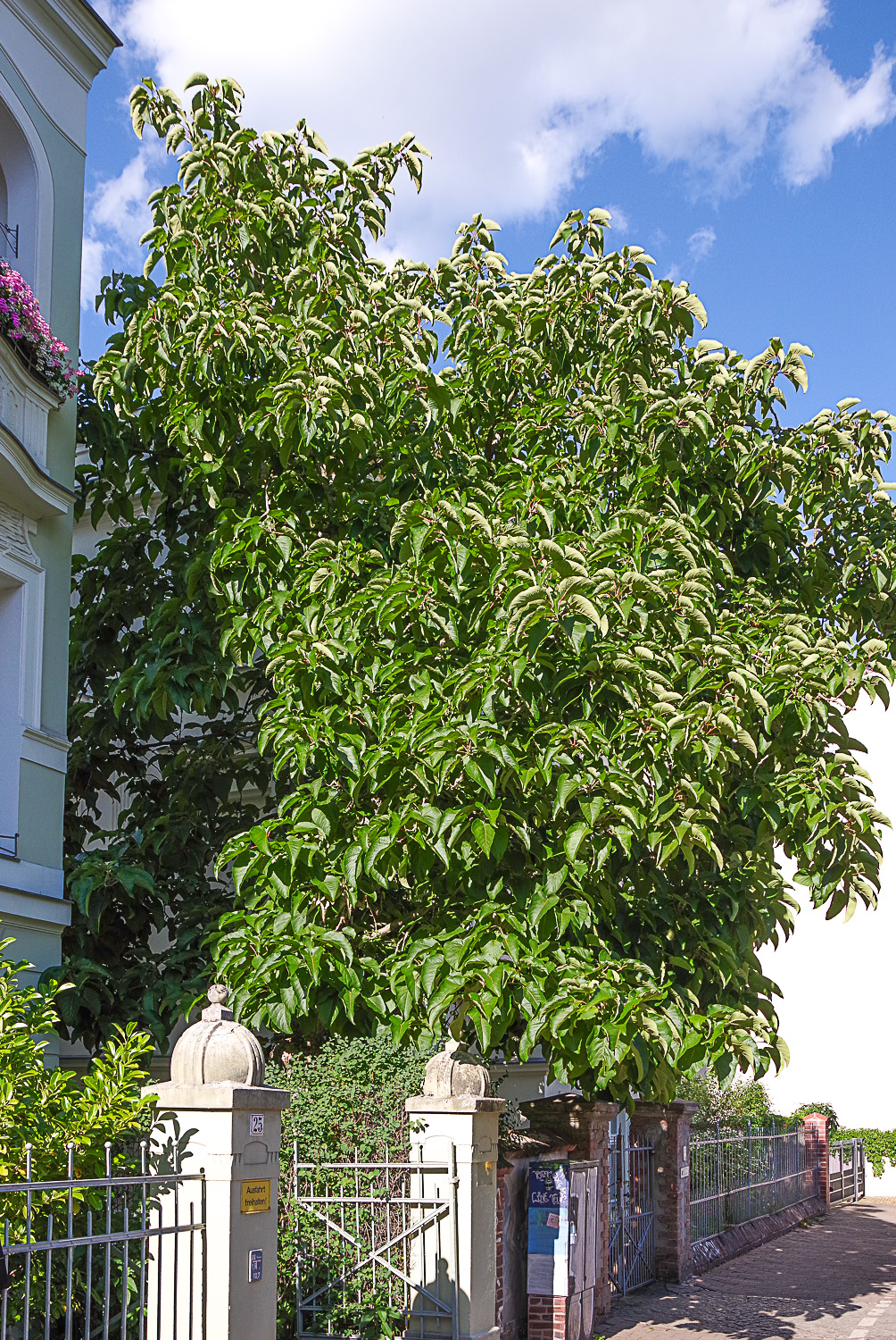 Populus lasiocarpa - Potsdam - Juni 2023