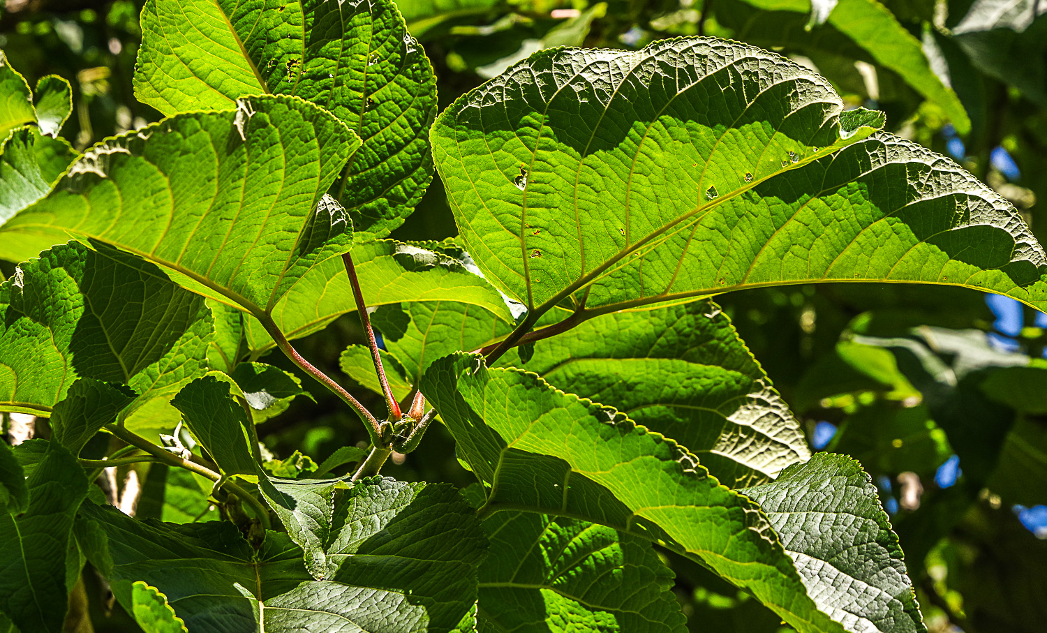 Populus lasiocarpa - Potsdam - Juni 2023