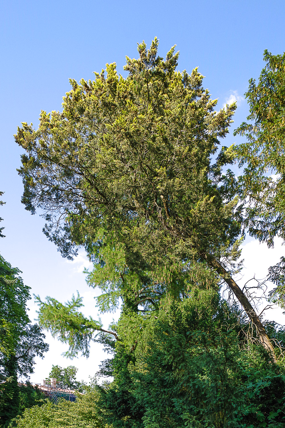 Juniperus virginiana 'Glauca' - Potsdam Park Charlottenhof - Juni 2024