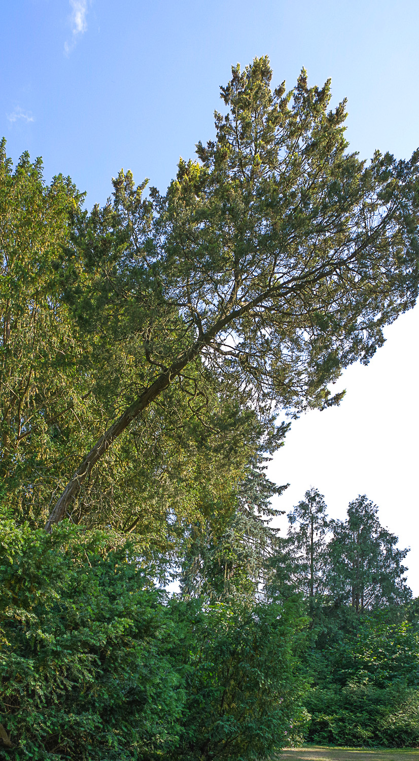 Juniperus virginiana 'Glauca' - Potsdam Park Charlottenhof - Juni 2024