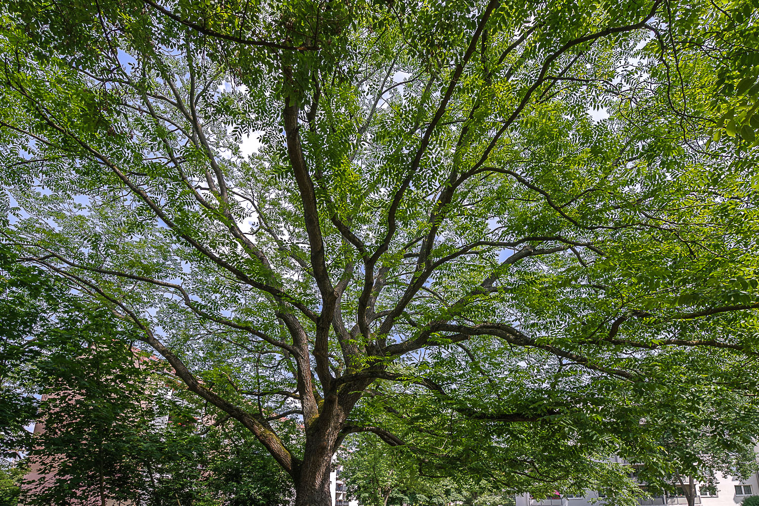 Juglans × intermedia - Potsdam - Juni 2023
