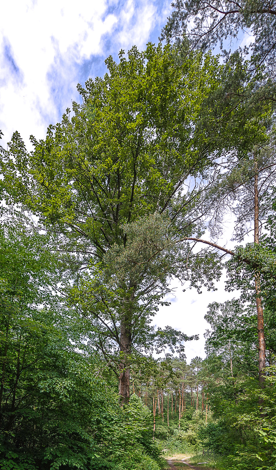 Populus trichocarpa - Potsdam - Juni 2023