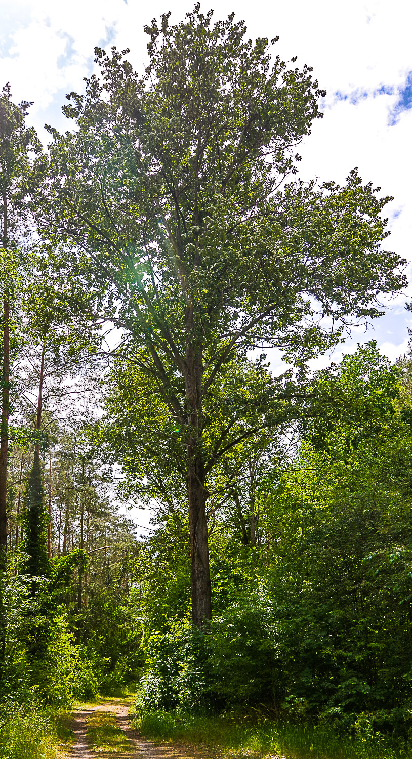 Populus trichocarpa - Potsdam - Juni 2023