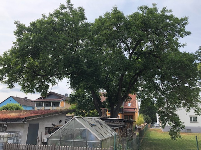 Juglans regia - Hanau - Juni 2023