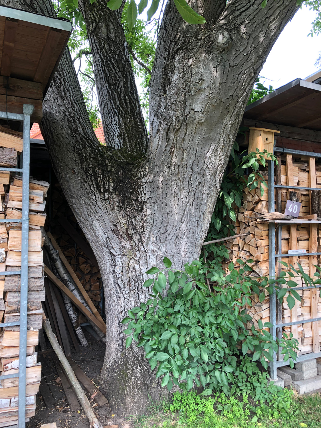 Juglans regia - Hanau - Juni 2023