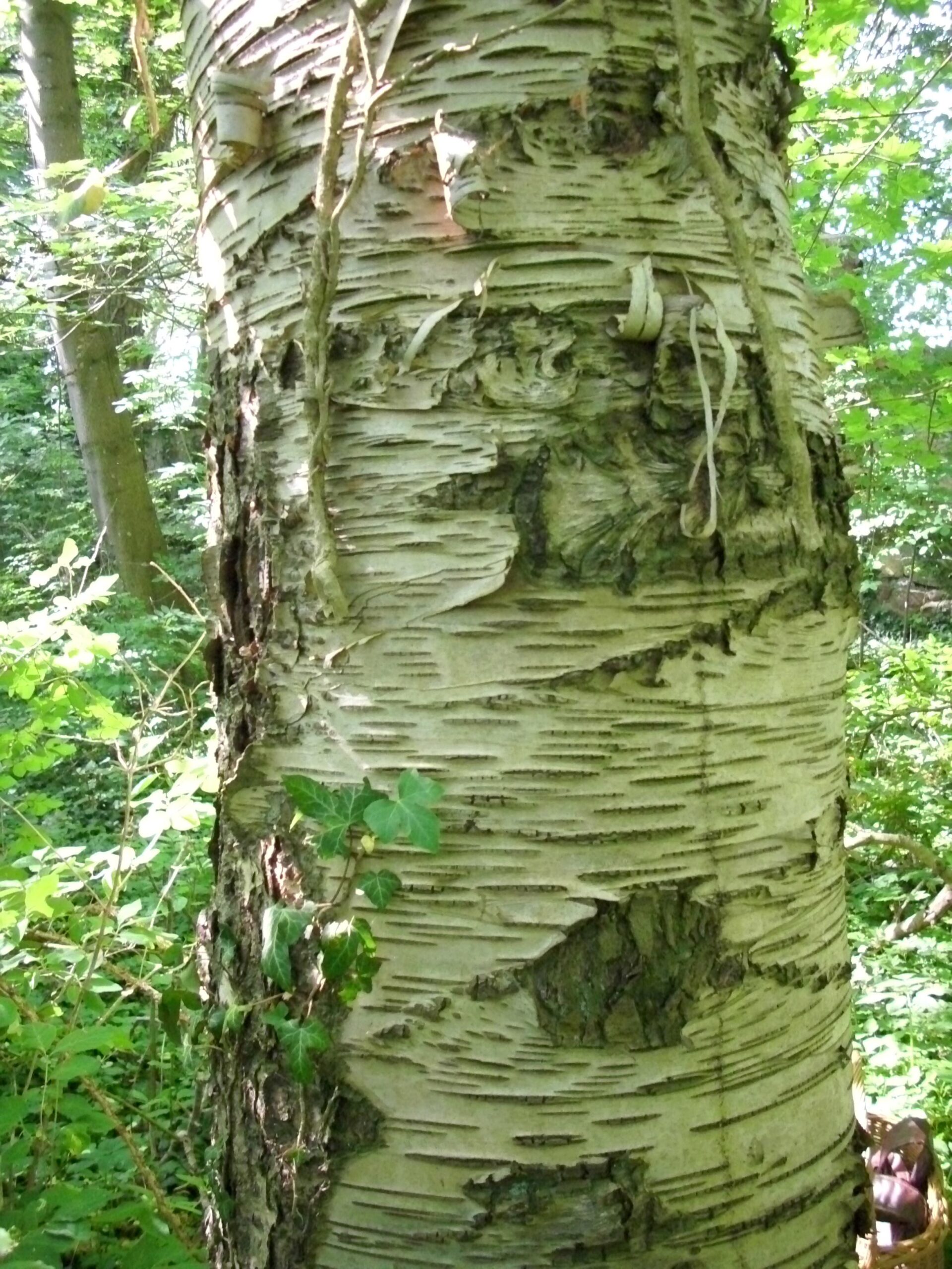 Betula ermanii - Klocksin - Juni 2023