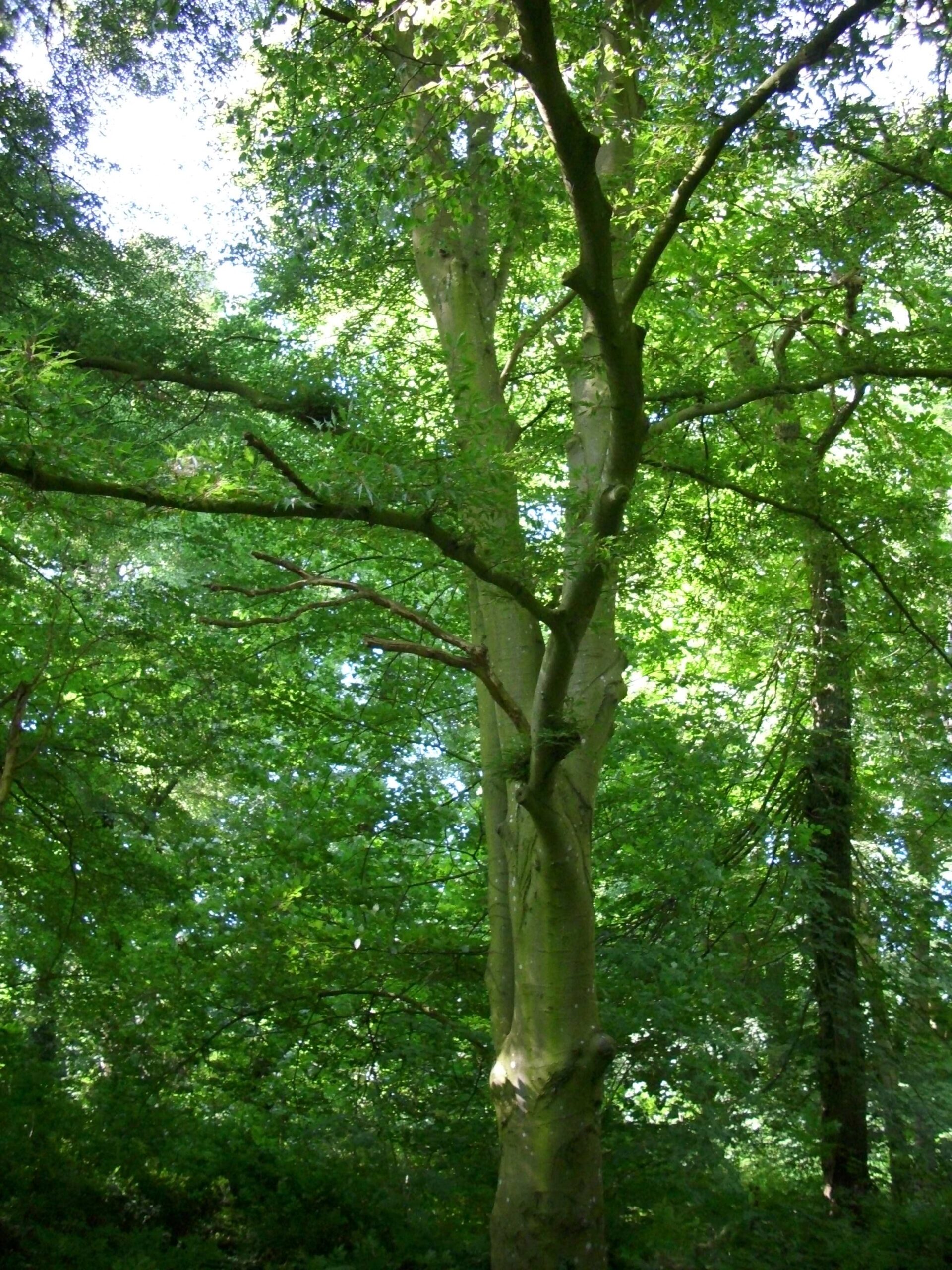 Fagus sylvatica 'Asplenifolia' - Klocksin - Juni 2023