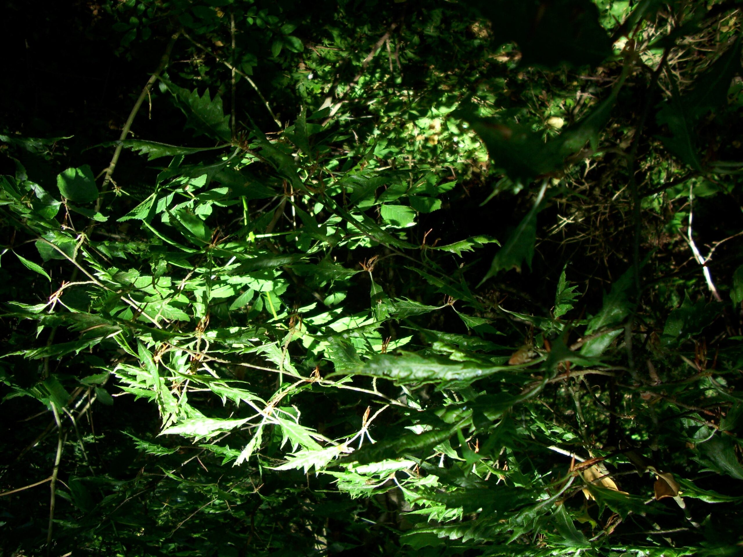Fagus sylvatica 'Asplenifolia' - Klocksin - Juni 2023