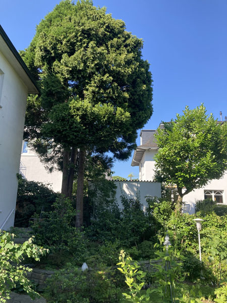 Thuja occidentalis - Frankfurt-Eschersheim - Juli 2023