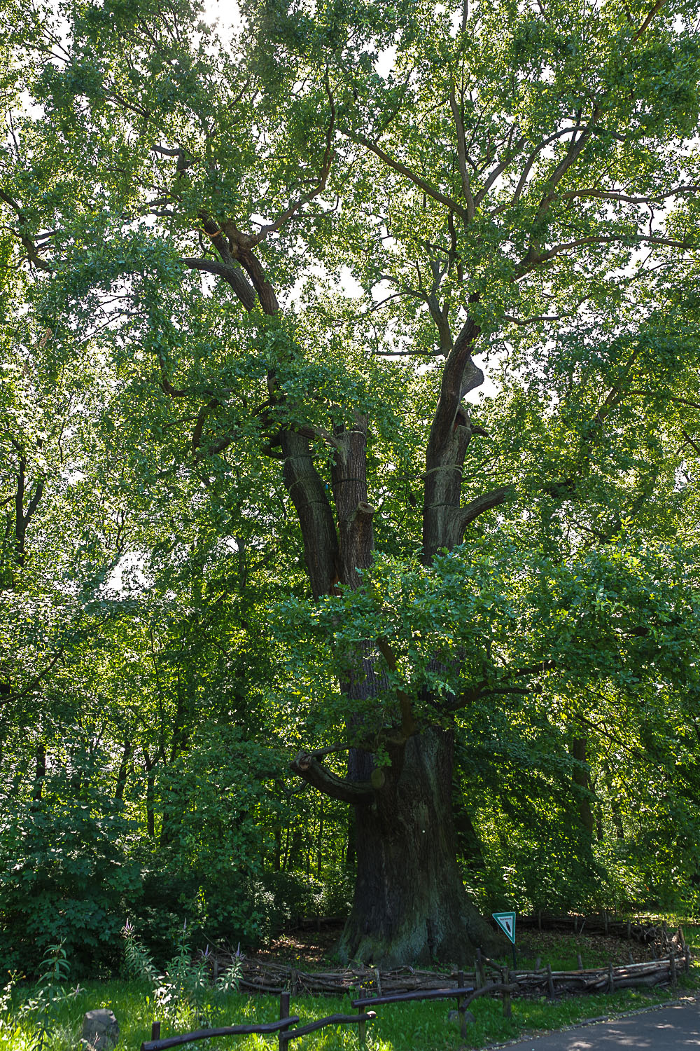 Quercus robur - Berlin-Tierpark - Juli 2023
