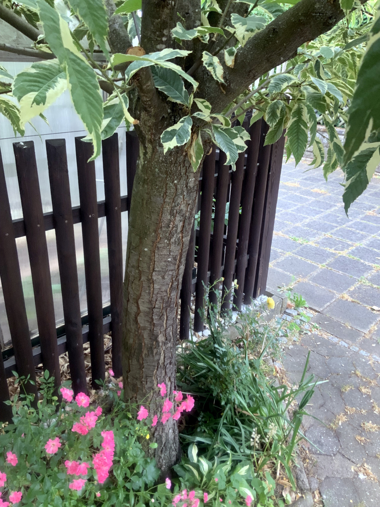 Castanea sativa 'Variegata' - Nürnberg-Eibach - Juni 2023