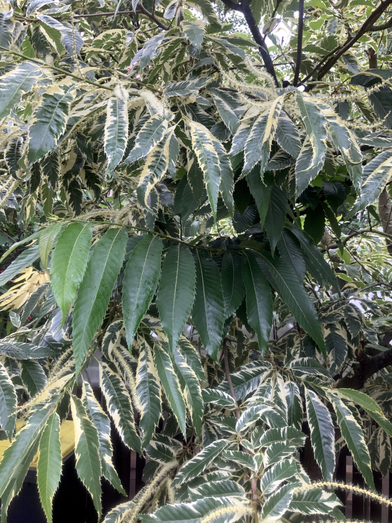 Castanea sativa 'Variegata' - Nürnberg-Eibach - Juni 2023