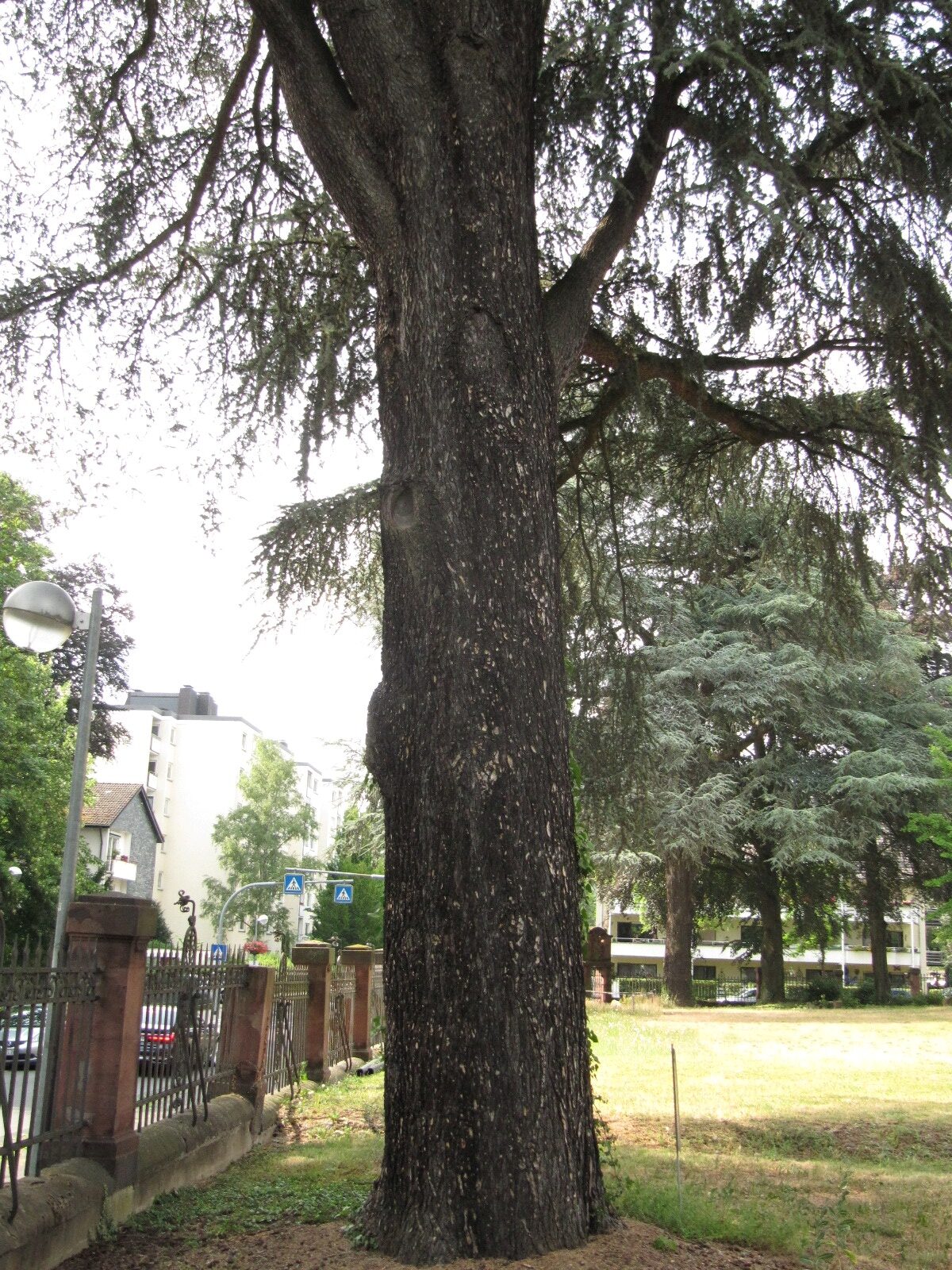 Cedrus atlantica 'Glauca' - Bad Honnef - Juni 2023