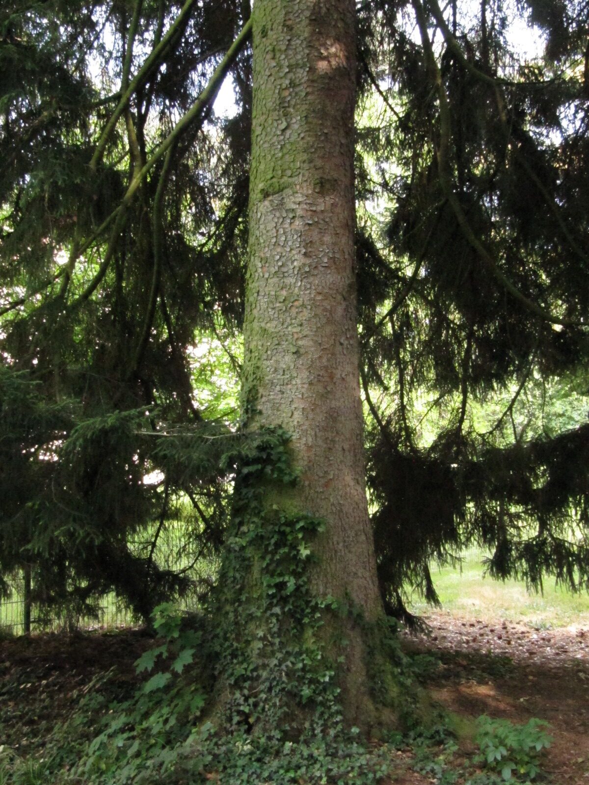 Picea orientalis - Bad Honnef - Juni 2023