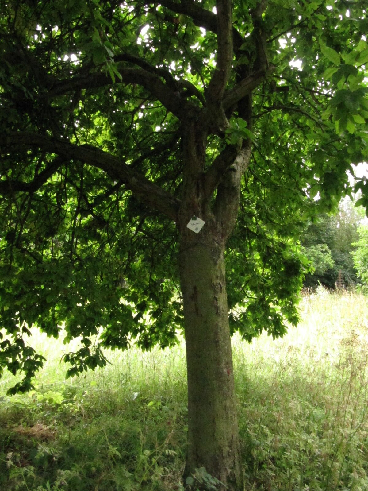 Mespilus germanica - Bad Honnef - Juni 2023