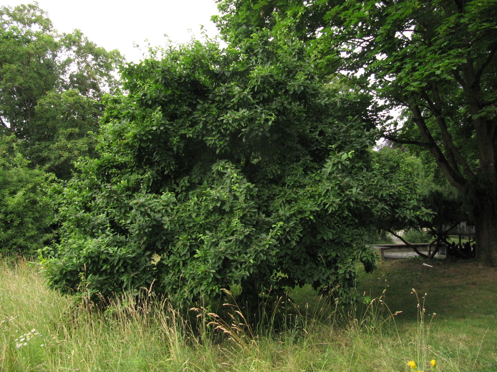 Mespilus germanica - Bad Honnef - Juni 2023