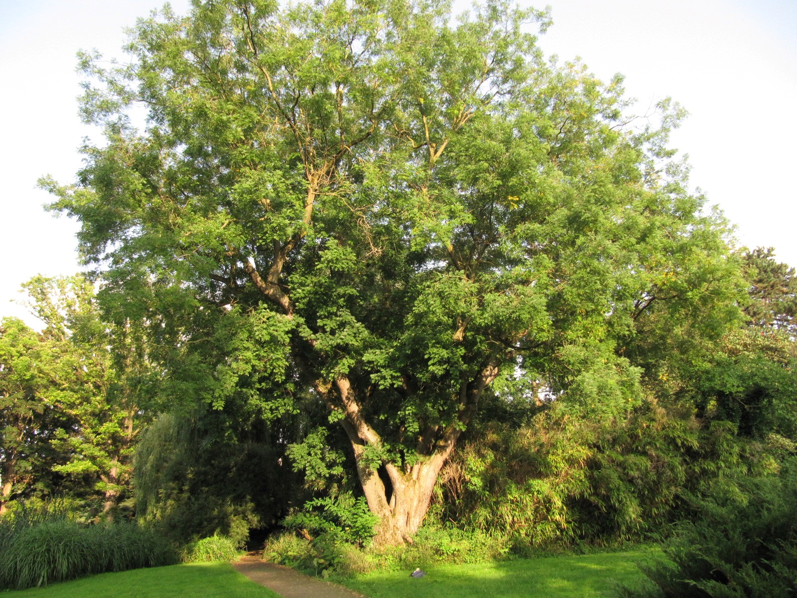 Styphnolobium japonicum - Köln-Riehl - August 2023