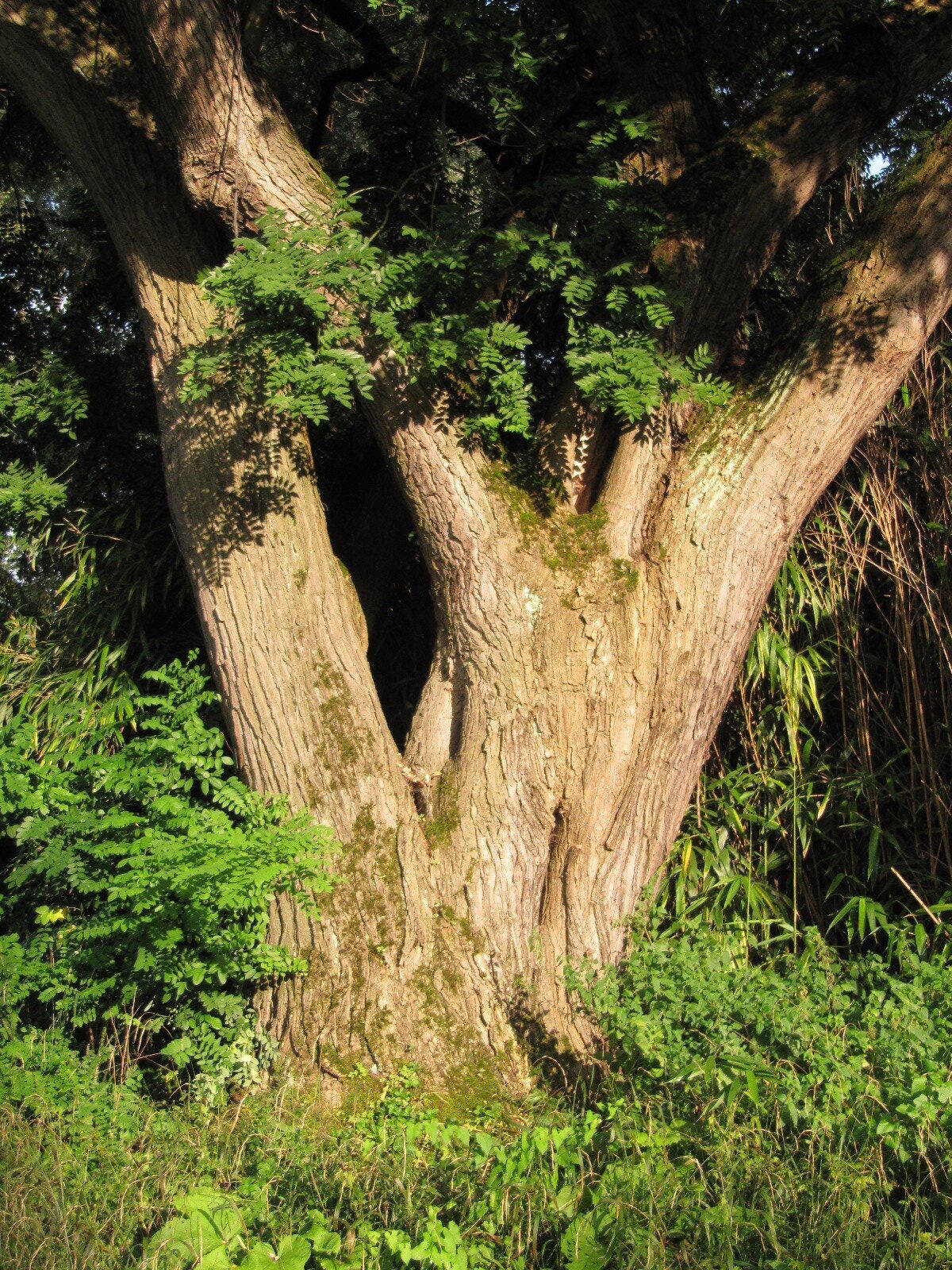 Styphnolobium japonicum - Köln-Riehl - August 2023