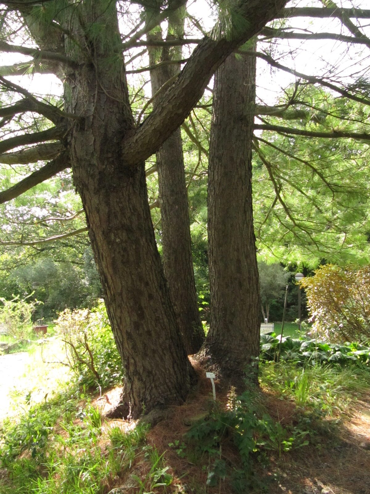 Pinus wallichiana - Bochum-Querenburg - August 2023