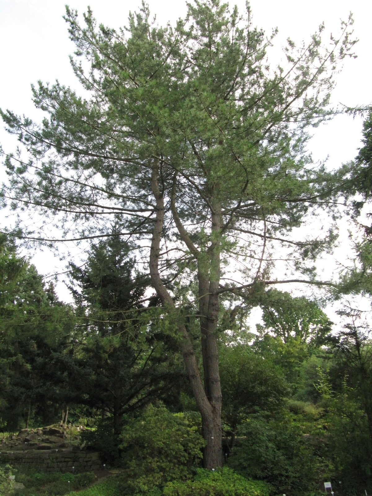 Pinus thunbergii - Bochum-Querenburg - August 2023