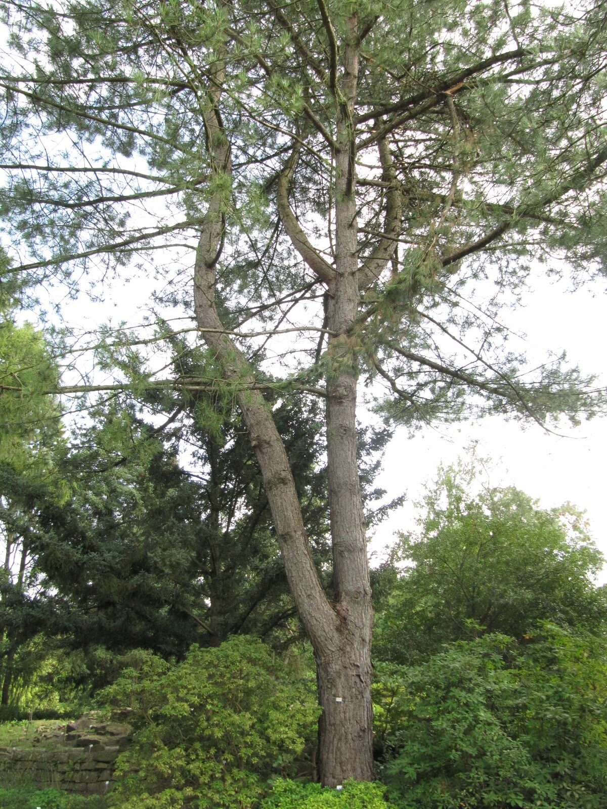 Pinus thunbergii - Bochum-Querenburg - August 2023