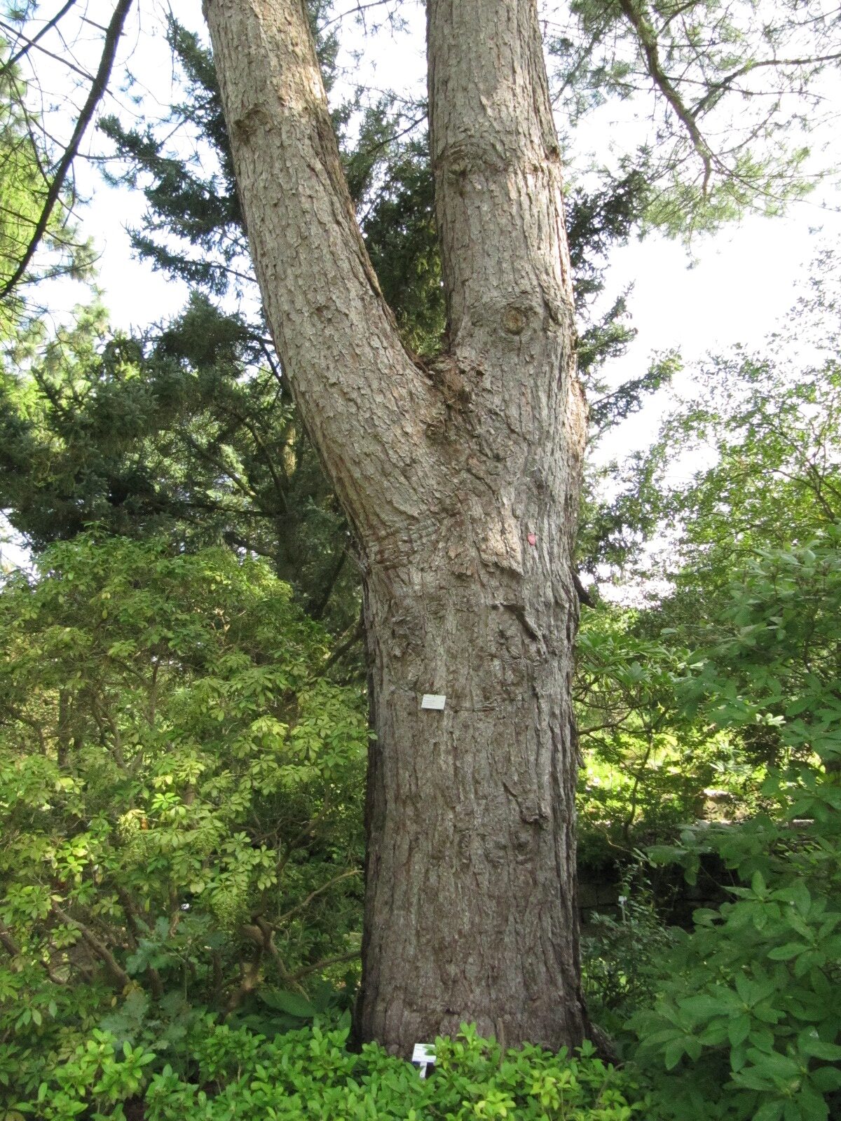 Pinus thunbergii - Bochum-Querenburg - August 2023