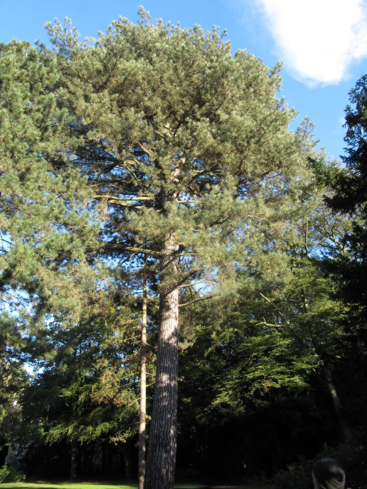 Pinus nigra - Bremen-Sebaldsbrück - Okt. 2023