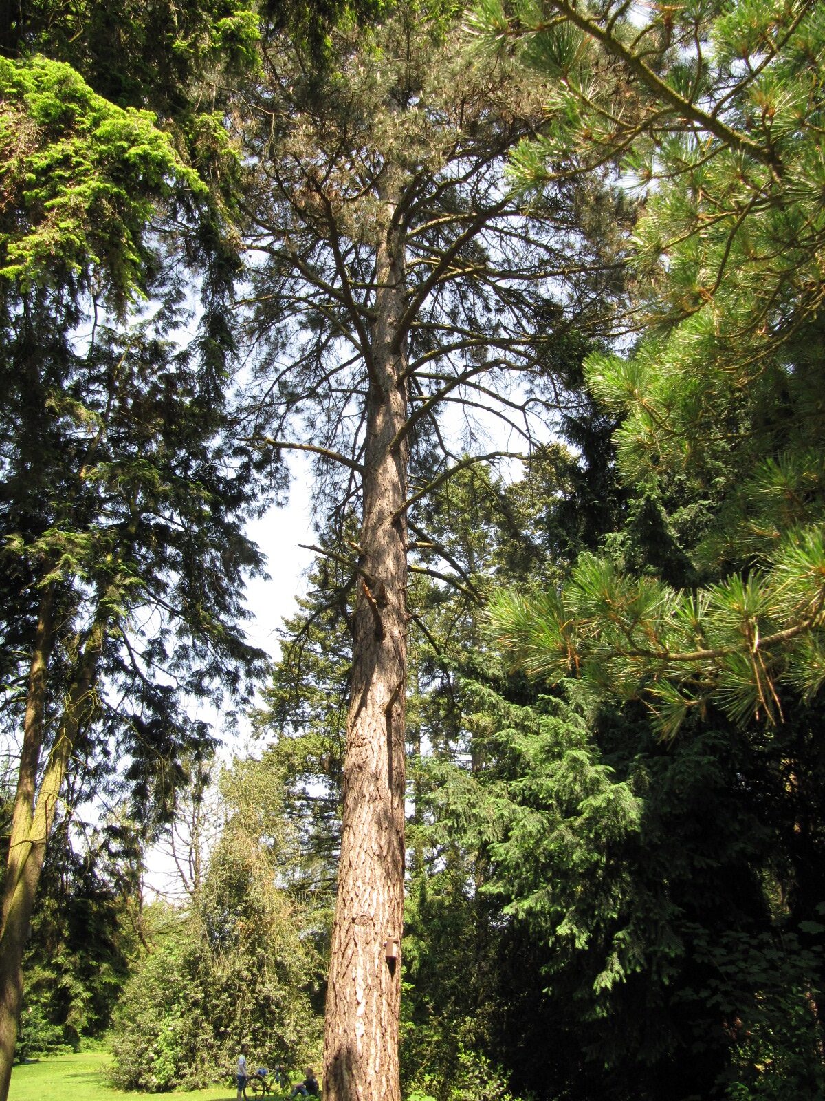 Pinus nigra - Bürgerpark Bremen - Juni 2023