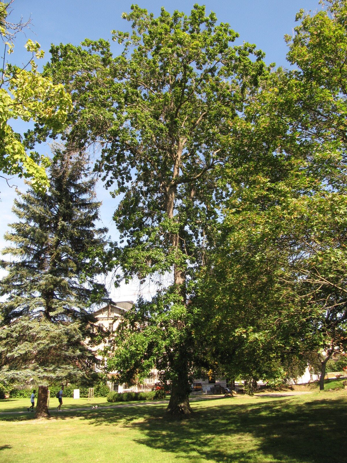 Quercus imbricaria - Thale - September 2023