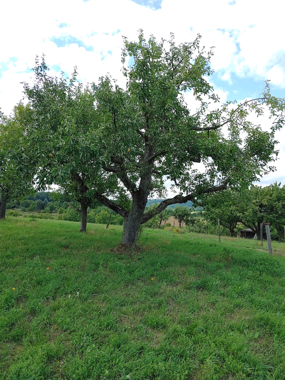 Malus domestica 'Gravensteiner' - Vaihingen an der Enz-Horrheim - Juli 2023