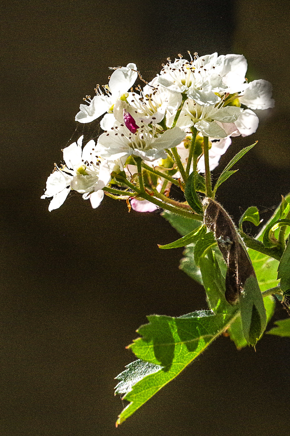 Crataegus nigra - Potsdam - Mai 2022