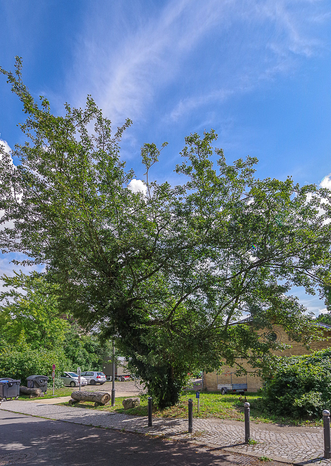 Crataegus nigra - Potsdam - Mai 2022
