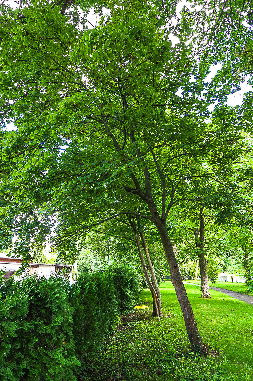 Acer miyabei - Potsdam - August 2023