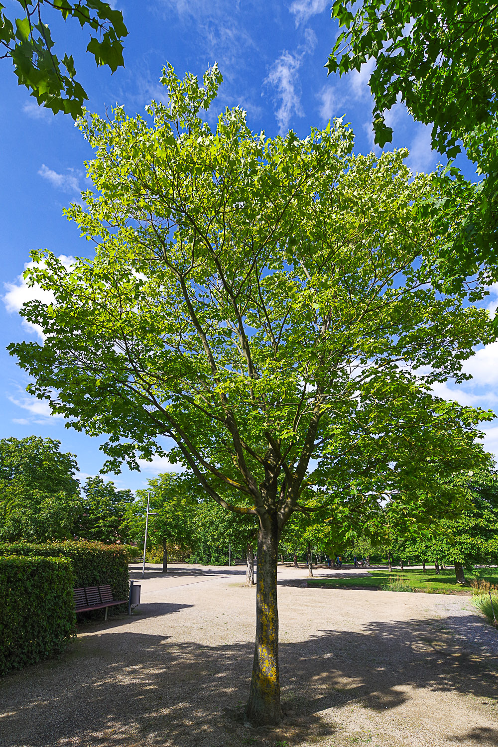 Acer cappadocicum 'Rubrum' - Potsdam-Bornstedt - August 2023