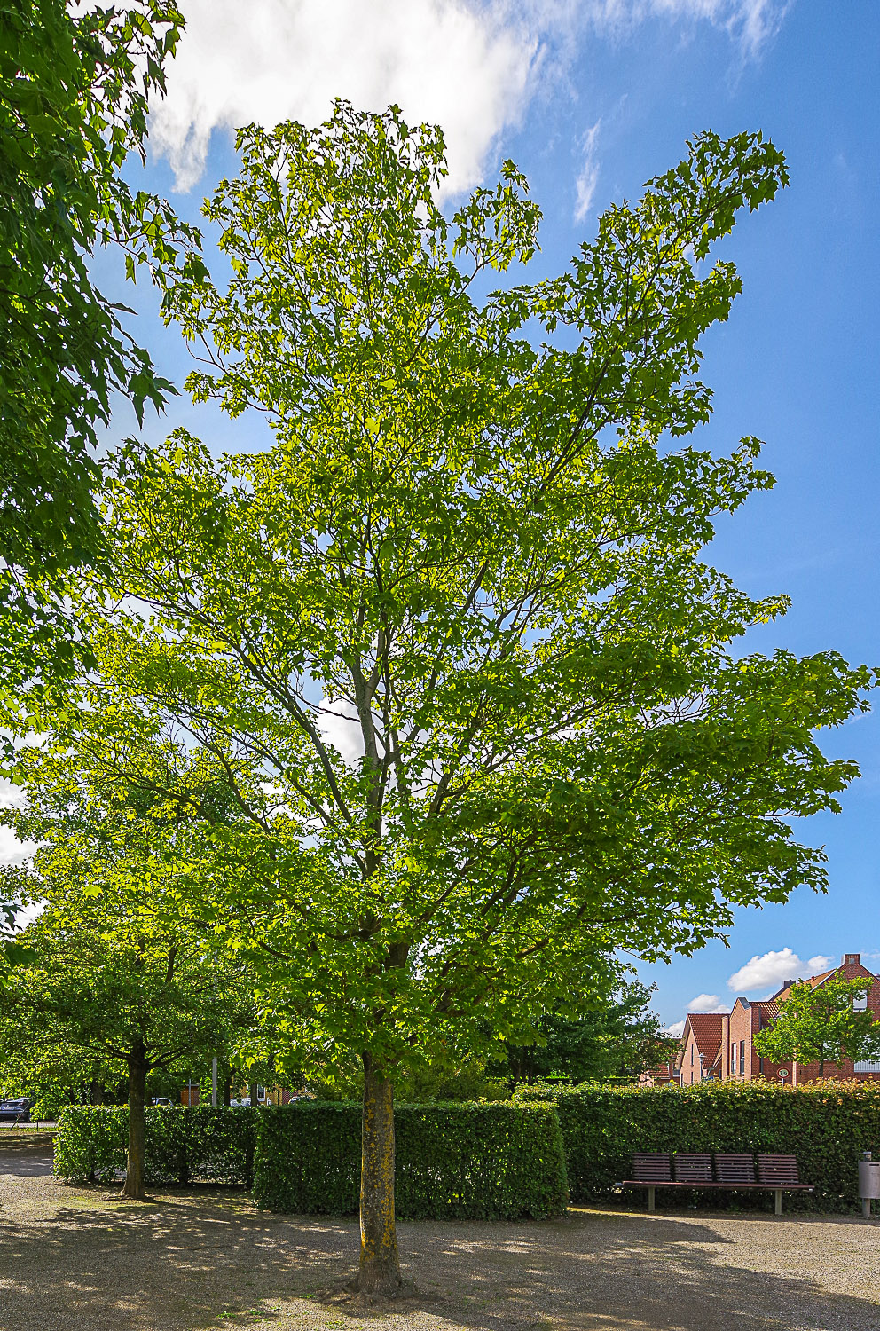 Acer cappadocicum 'Rubrum' - Potsdam-Bornstedt - August 2023