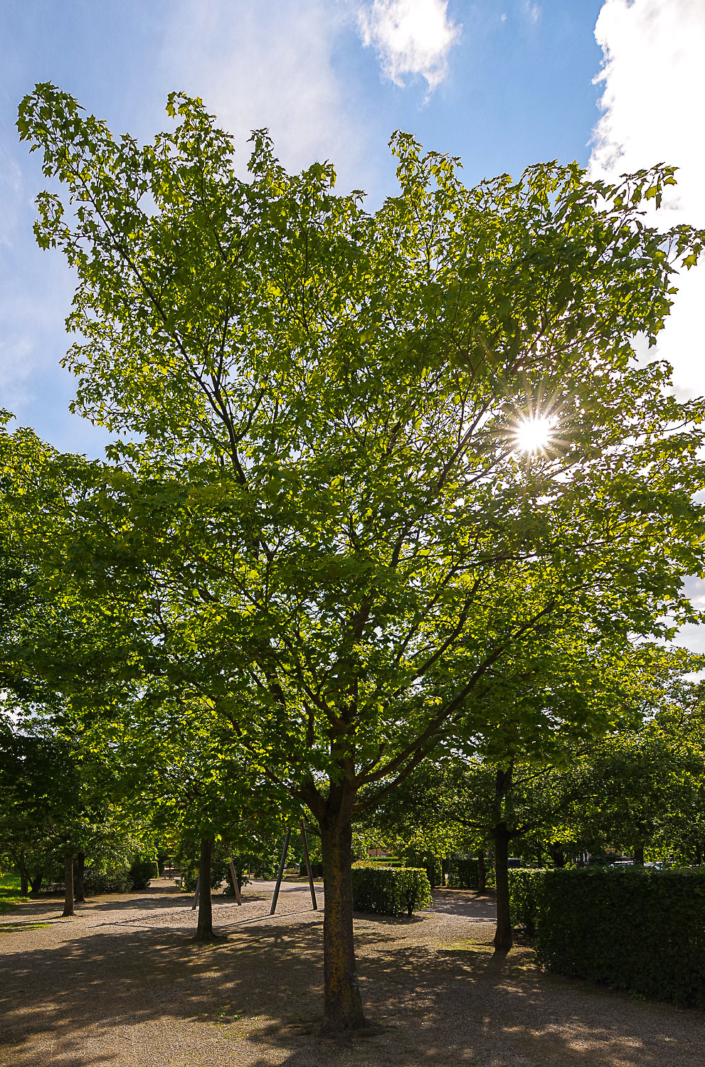 Acer cappadocicum 'Rubrum' - Potsdam-Bornstedt - August 2023