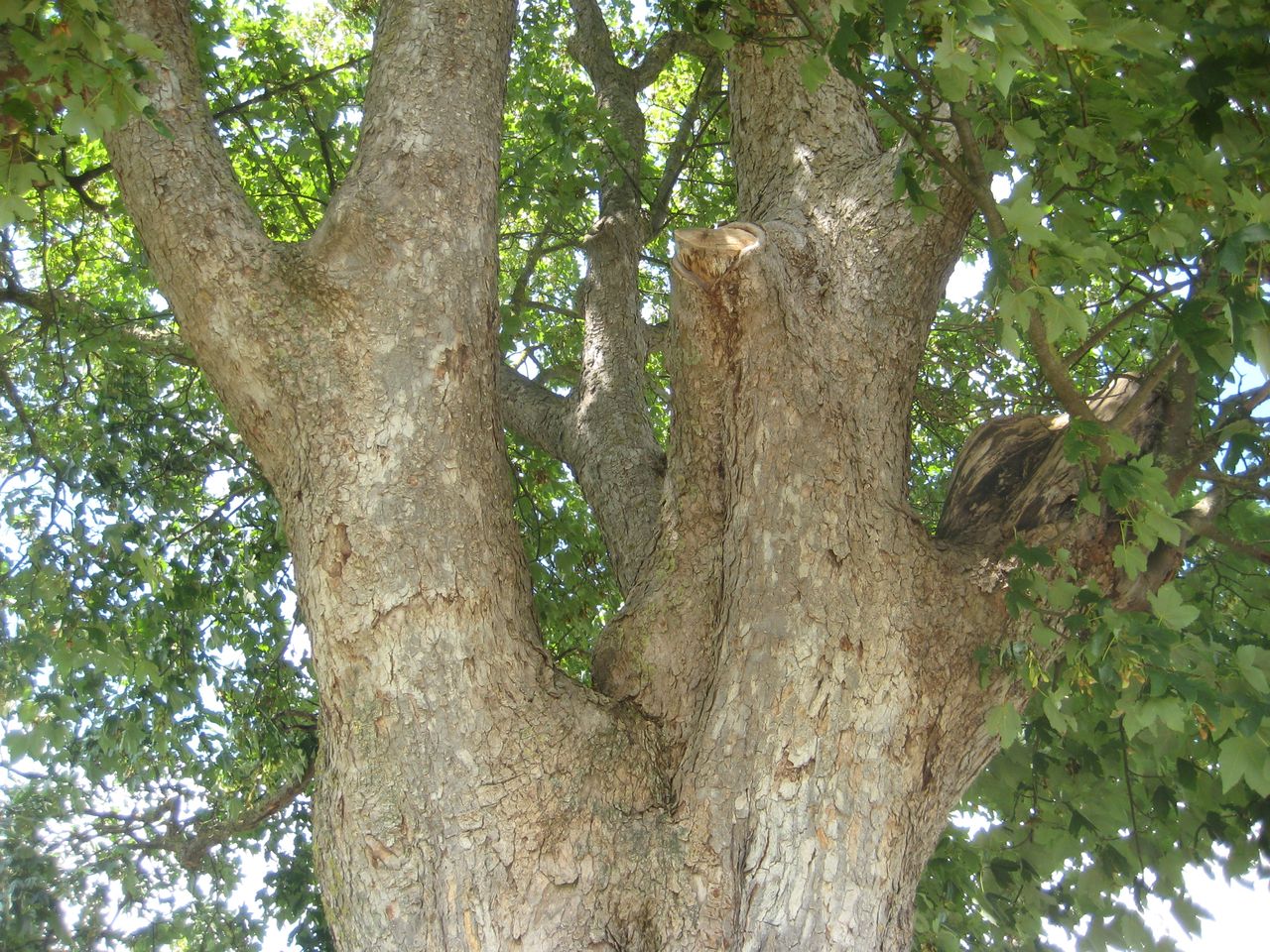Acer pseudoplatanus - Allershausen - Juli 2023