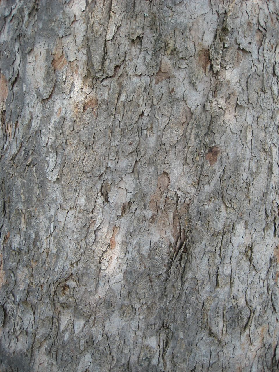 Acer pseudoplatanus - Allershausen - Juli 2023