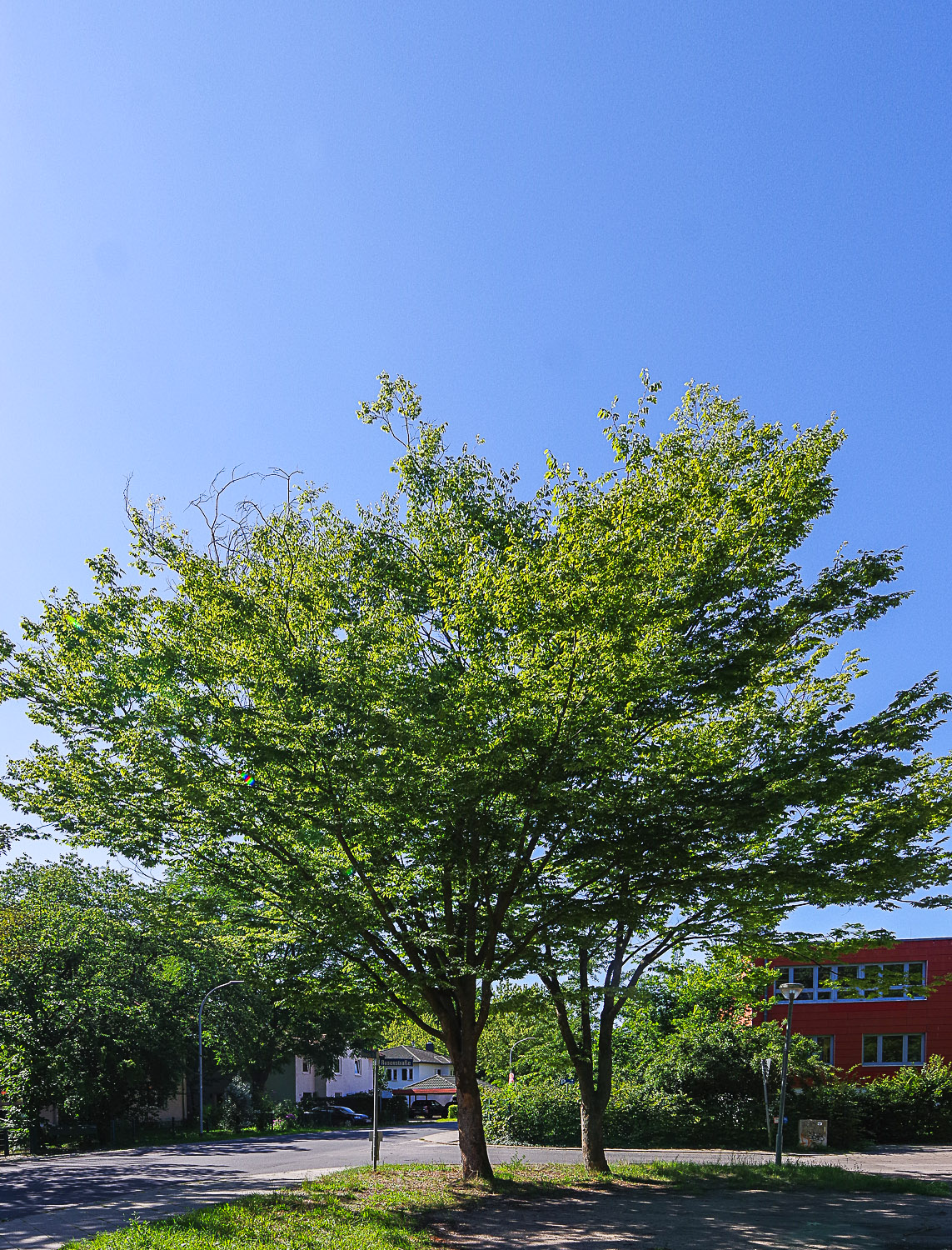 Zelkova serrata - Werder (Havel) - August 2023